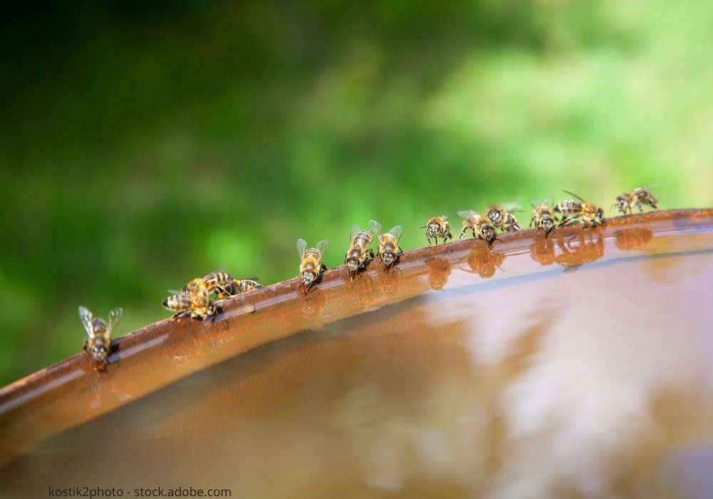 Bienen trinken an einer Wasserstelle.