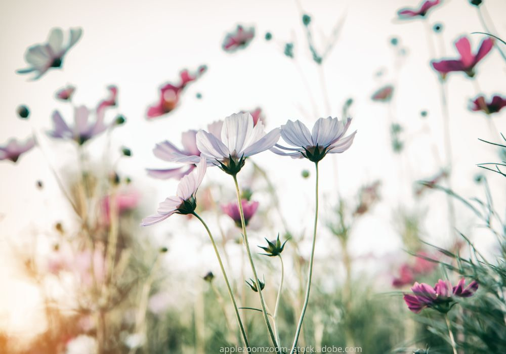 Blick in eine Blumenwiese mit verspielt im Wind sich wogenden Blüten
