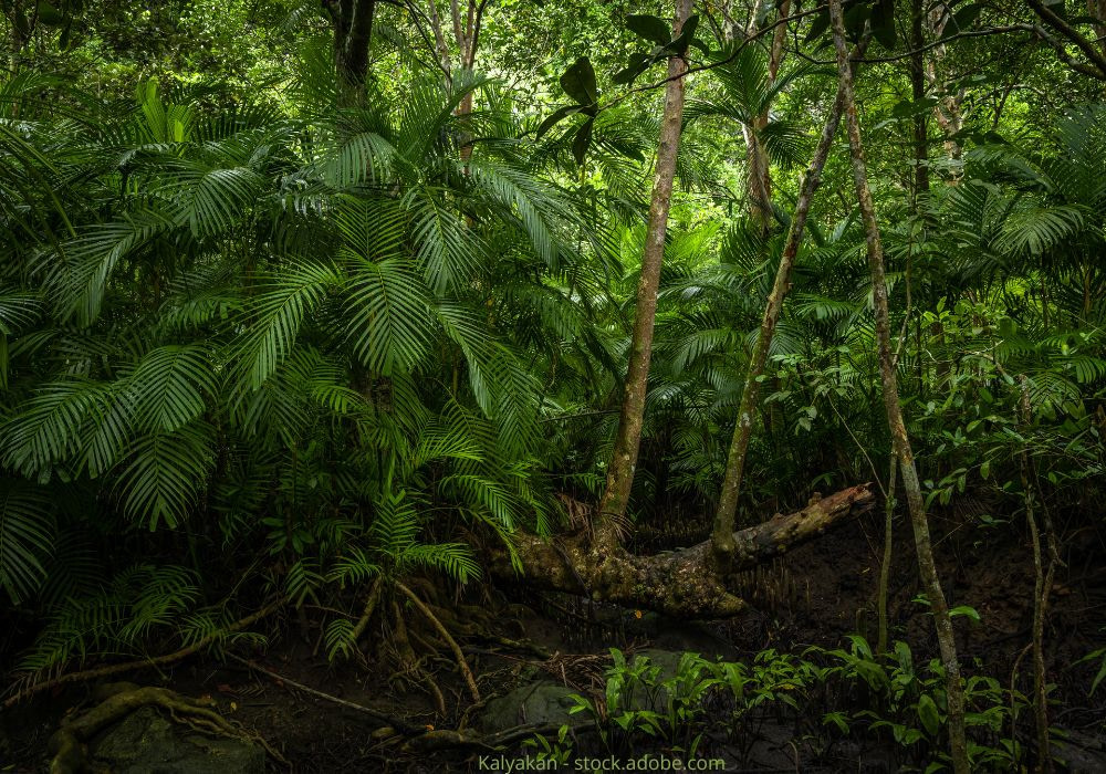Blick in einen exotischen Dschungel voller üppiger Blätter