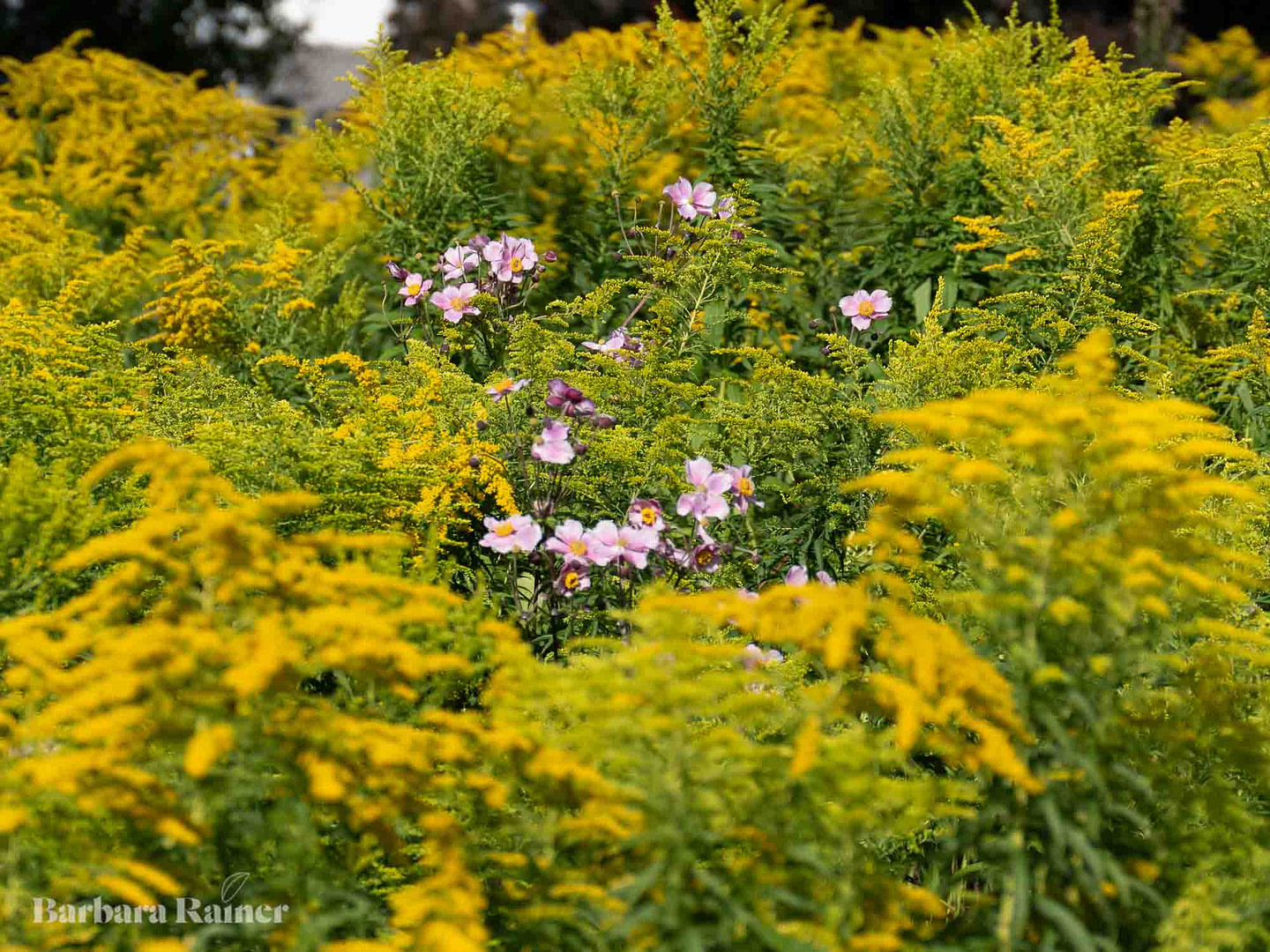 Solidago canadensis während der Blüte im August