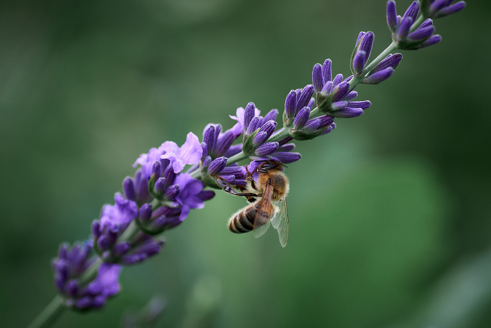 Eine Biene besucht eine Lavendelblüte