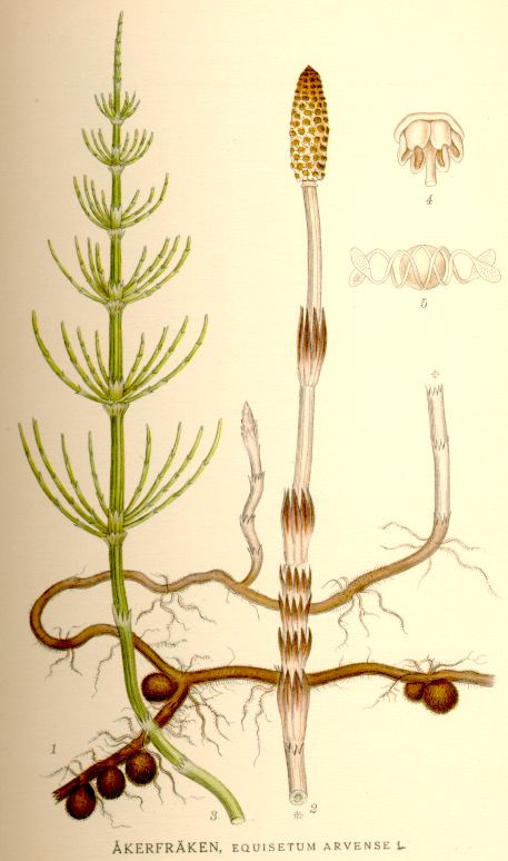 Ackerschachtelhalm, Equisteum arvense
