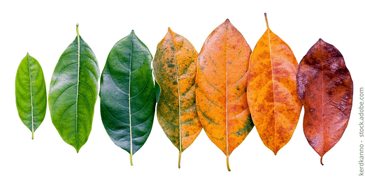 EIn Blatt ändert seine Farbe im Laufe das Jahres - Gartenkalender