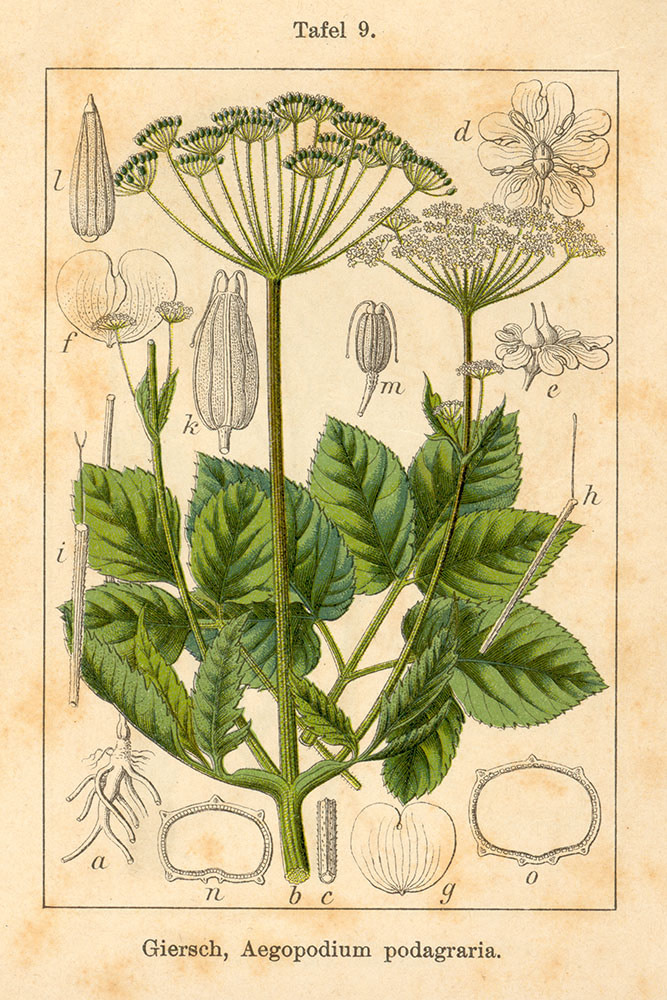Aegopodium podagraria, Giersch